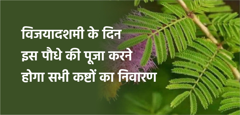 विजयादशमी के दिन इस पौधे की पूजा करने होगा सभी कष्टों का निवारण
